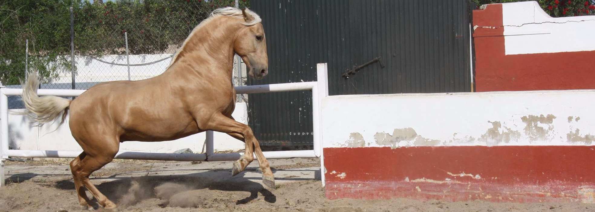 Yeguada Javier Larrosa
